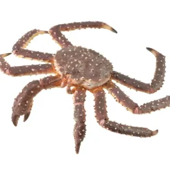 Collecta - King Crab