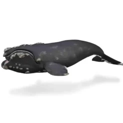 Collecta - Right Whale