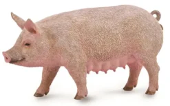 Collecta - Sow