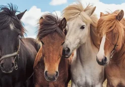 Ravensburger - 2 x 24Pc Horse Friends Puzzle