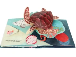Shells Pop Up Book of Wonder (Hard Back)