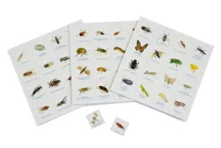 Brumby - Bingo - Bug