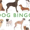Brumby - Bingo - Dog