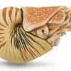 Collecta - Nautilus Pompilius