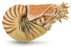 Collecta - Nautilus Pompilius