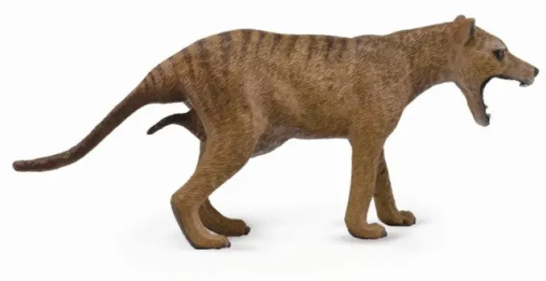 Collecta - Thylacine (Tasmanian Tiger)