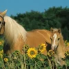 Ravensburger - 200pc Horse Happiness Puzzle