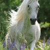 Ravensburger - 100Pc Horse in Flowers Puzzle