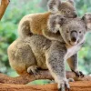 Ravensburger - 200Pc Koala Love Puzzle