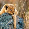 Ravensburger - 200Pc Little Lion Puzzle