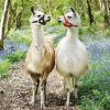 Ravensburger - 100Pc Llama Love Puzzle