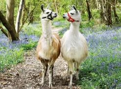 Ravensburger - 100Pc Llama Love Puzzle