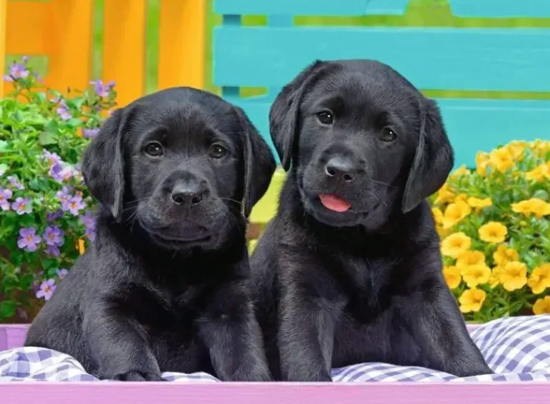 Ravensburger - 300Pc Puppy Life Puzzle