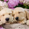 Ravensburger - 300Pc Sweet Dogs in a Basket Puzzle
