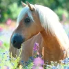 Ravensburger - 300Pc Wildflower Pony Puzzle