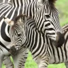 Ravensburger - 300Pc Zebra Love Puzzle