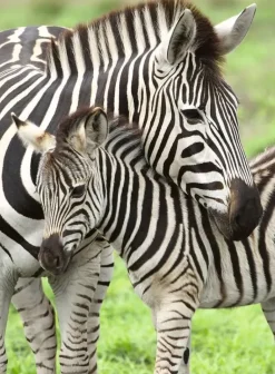 Ravensburger - 300Pc Zebra Love Puzzle