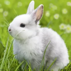 Ravensburger - 3 x 49Pc Cute Bunnies Puzzle