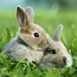 Ravensburger - 3 x 49Pc Cute Bunnies Puzzle