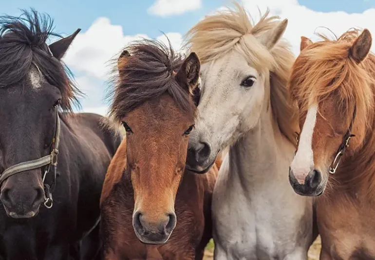 Ravensburger - 2 x 24Pc Horse Friends Puzzle