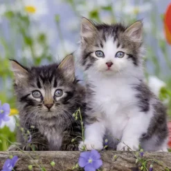 Ravensburger - 3 x 49Pc Kittens Puzzle